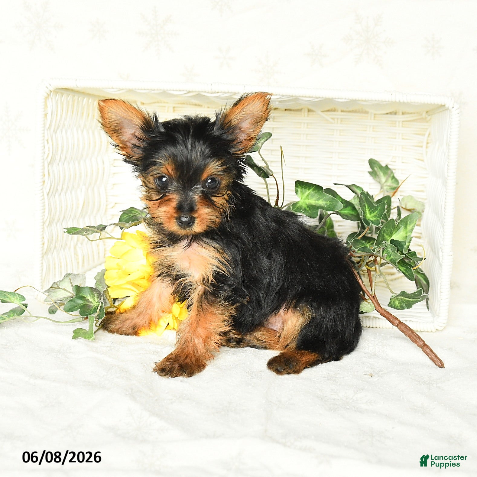 Yorkshire Terrier dogs Pearl - Ad 2
