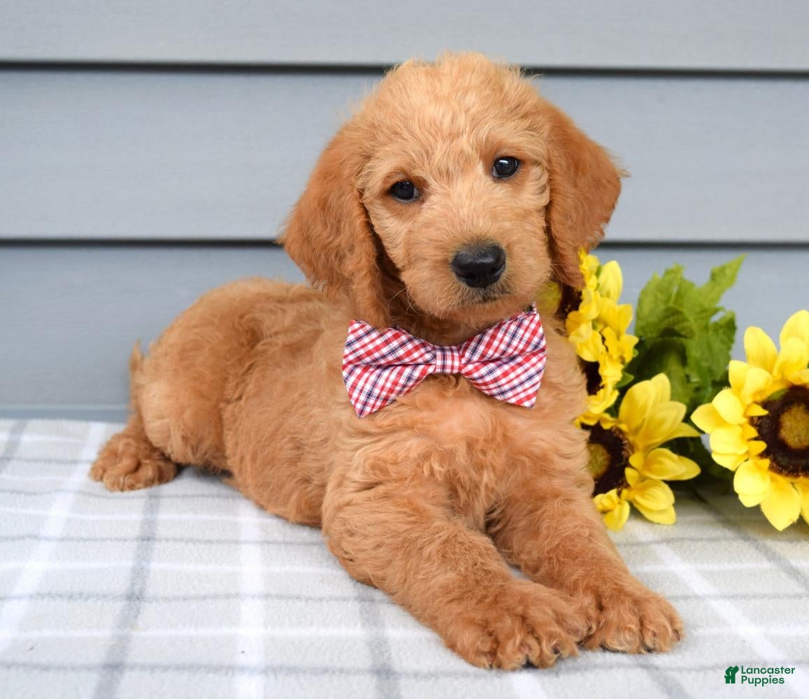 Labradoodle dogs Charlie  - Ad 2