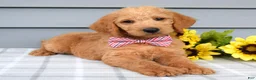 Labradoodle dogs for sale: Charlie  - Ad 2
