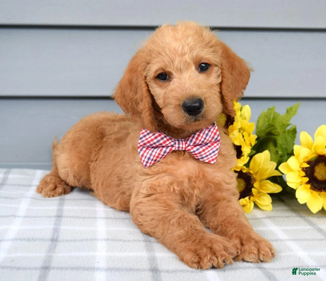 Labradoodle dogs for sale: Charlie  - Ad 2