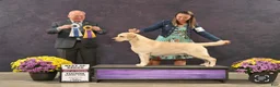 Labrador Retriever dogs for sale: Pink girl  - Ad 9