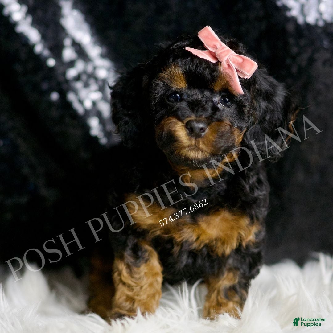 Toy Poodle dogs for sale: Ginny  - Ad 1