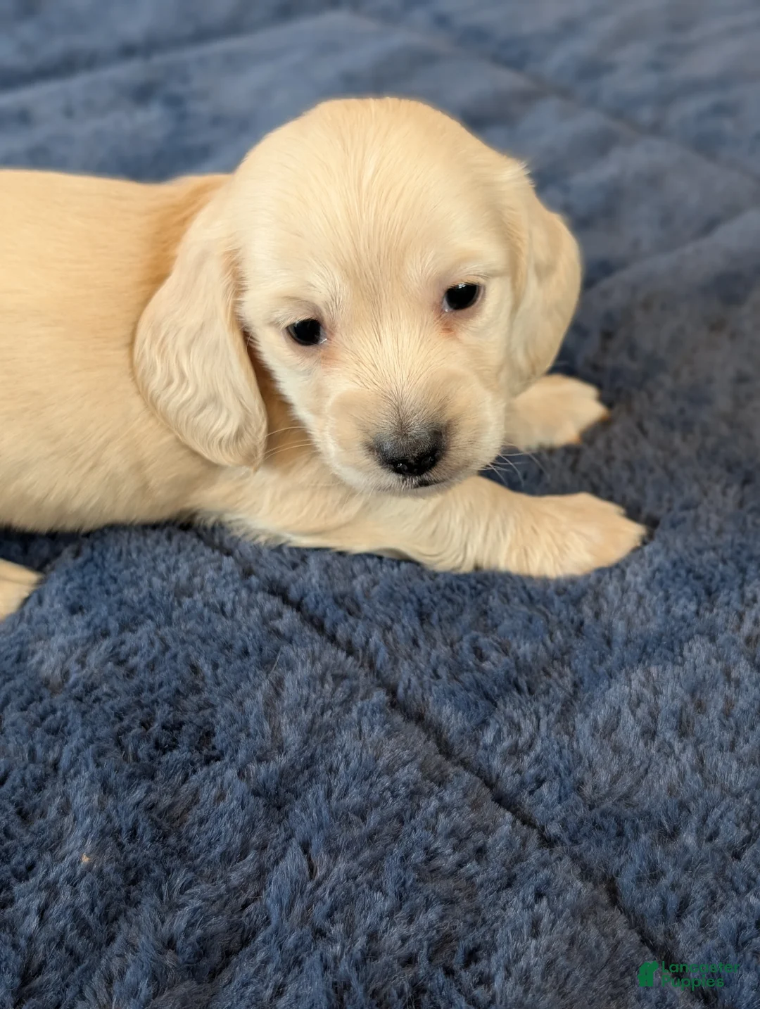 Miniature Dachshund dogs for sale: Miniature Dachshund Puppy 2 - Ad 2