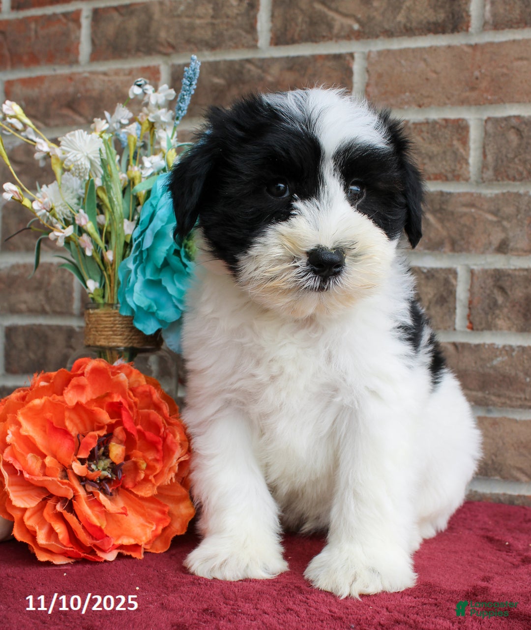 Miniature Schnauzer dogs for sale: Otis - Ad 3