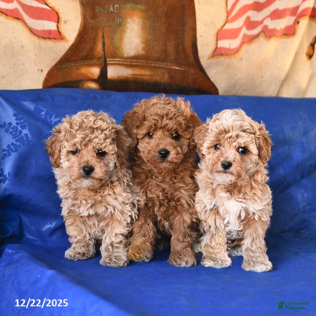 Bichpoo dogs for sale: Tracy - Ad 5