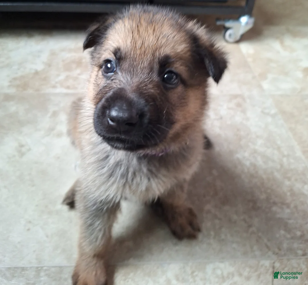German Shepherd dogs for sale: Roulette - Ad 6