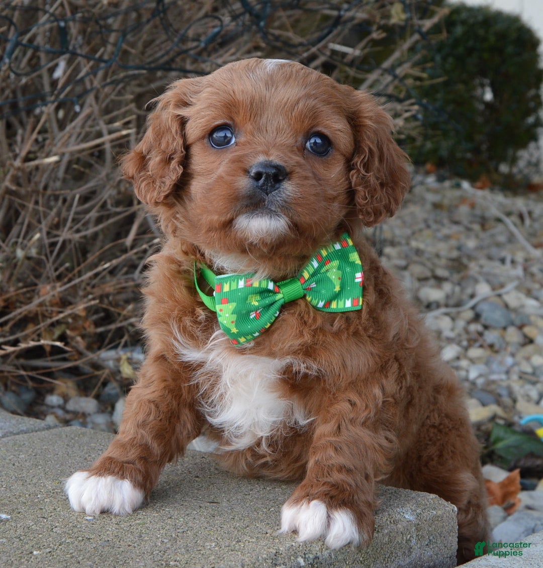 Cavapoo dogs for sale: Cora - Ad 6