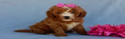 Mini Goldendoodle dogs for sale: Jane - Ad 5