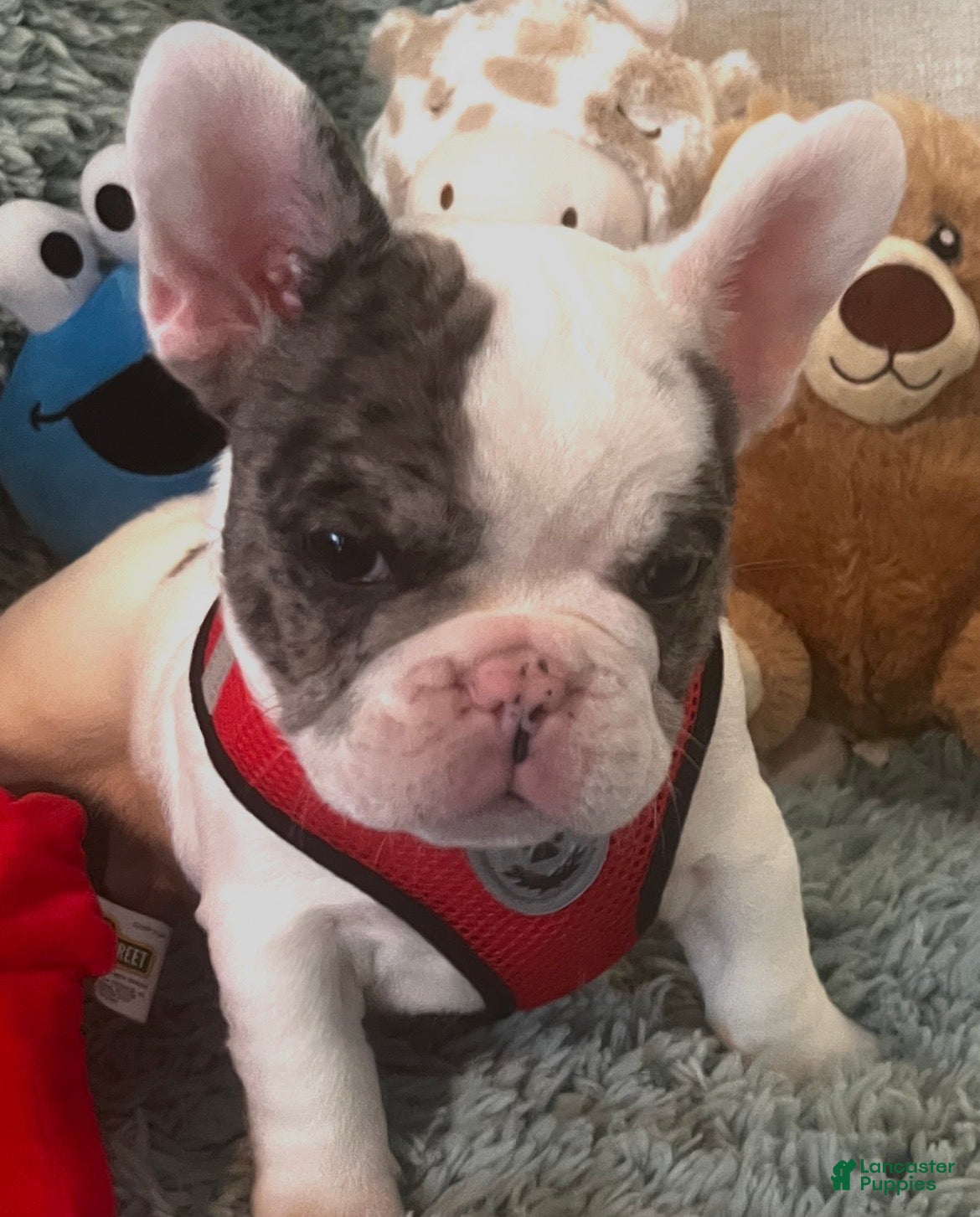 French Bulldog dogs Cajun - Ad 1
