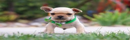 French Bulldog dogs for sale: Felix - Ad 2