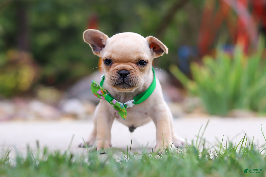 French Bulldog dogs for sale: Felix - Ad 2
