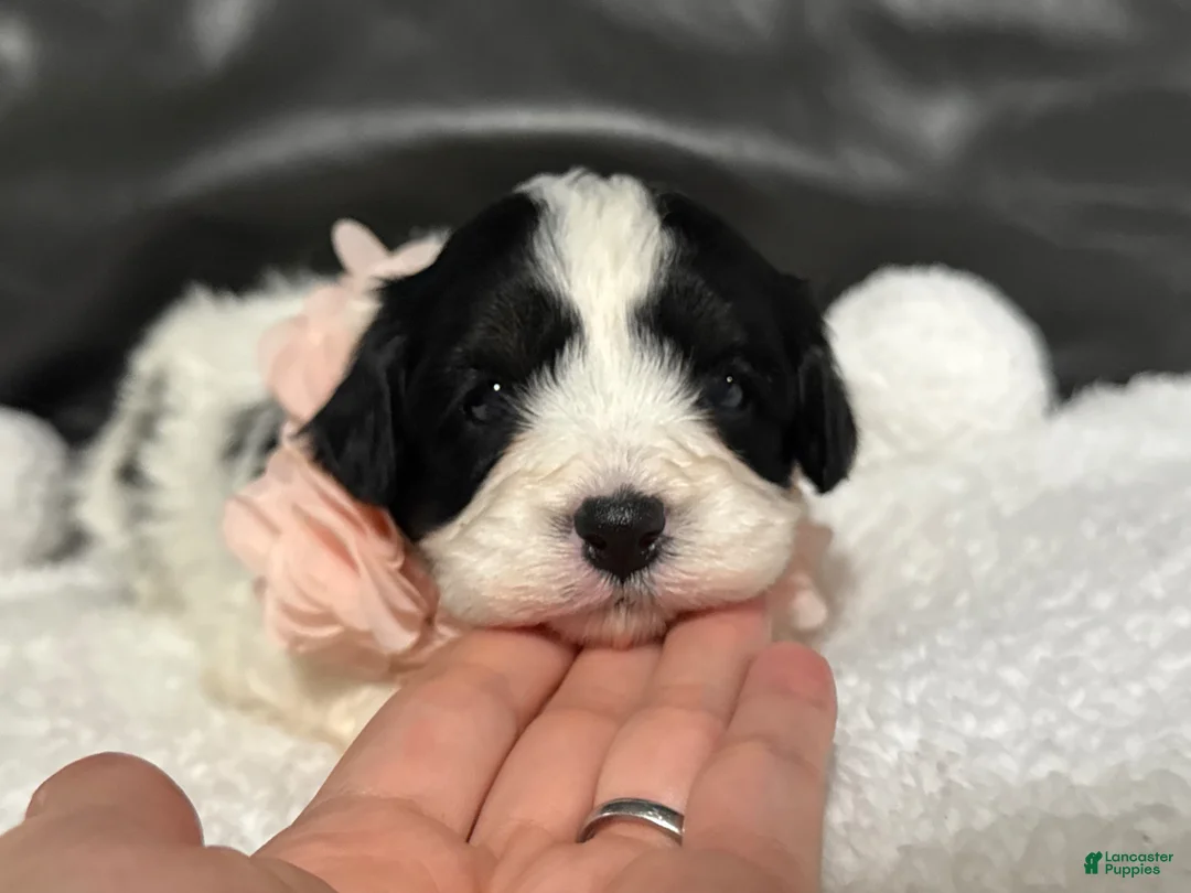 Cavapoo dogs for sale: Livia - Ad 2