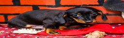 Miniature Dachshund dogs for sale: Yosef - Ad 4