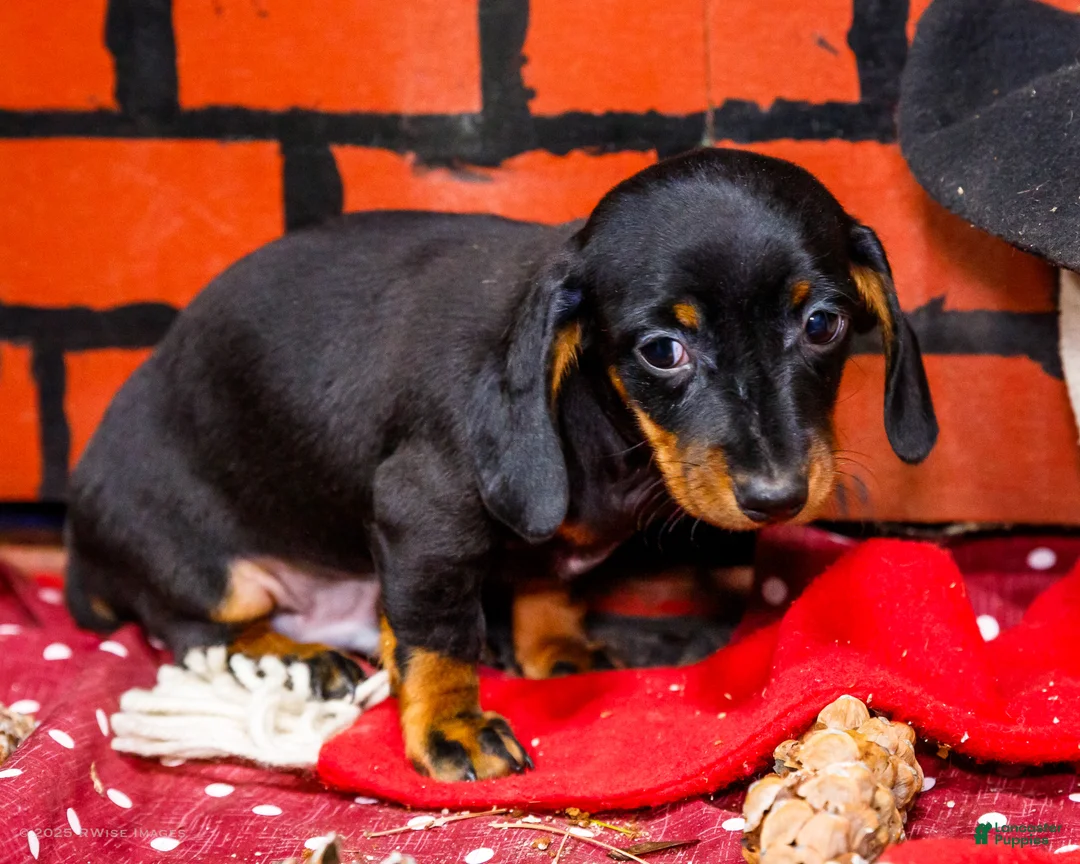 Miniature Dachshund dogs for sale: Yosef - Ad 8