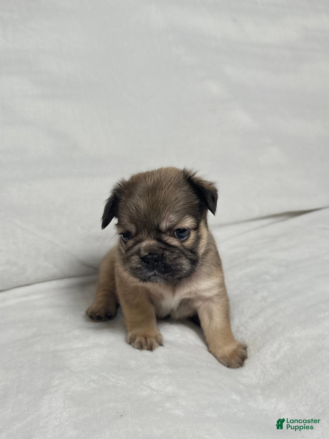 French Bulldog dogs for sale: Adira - Ad 4