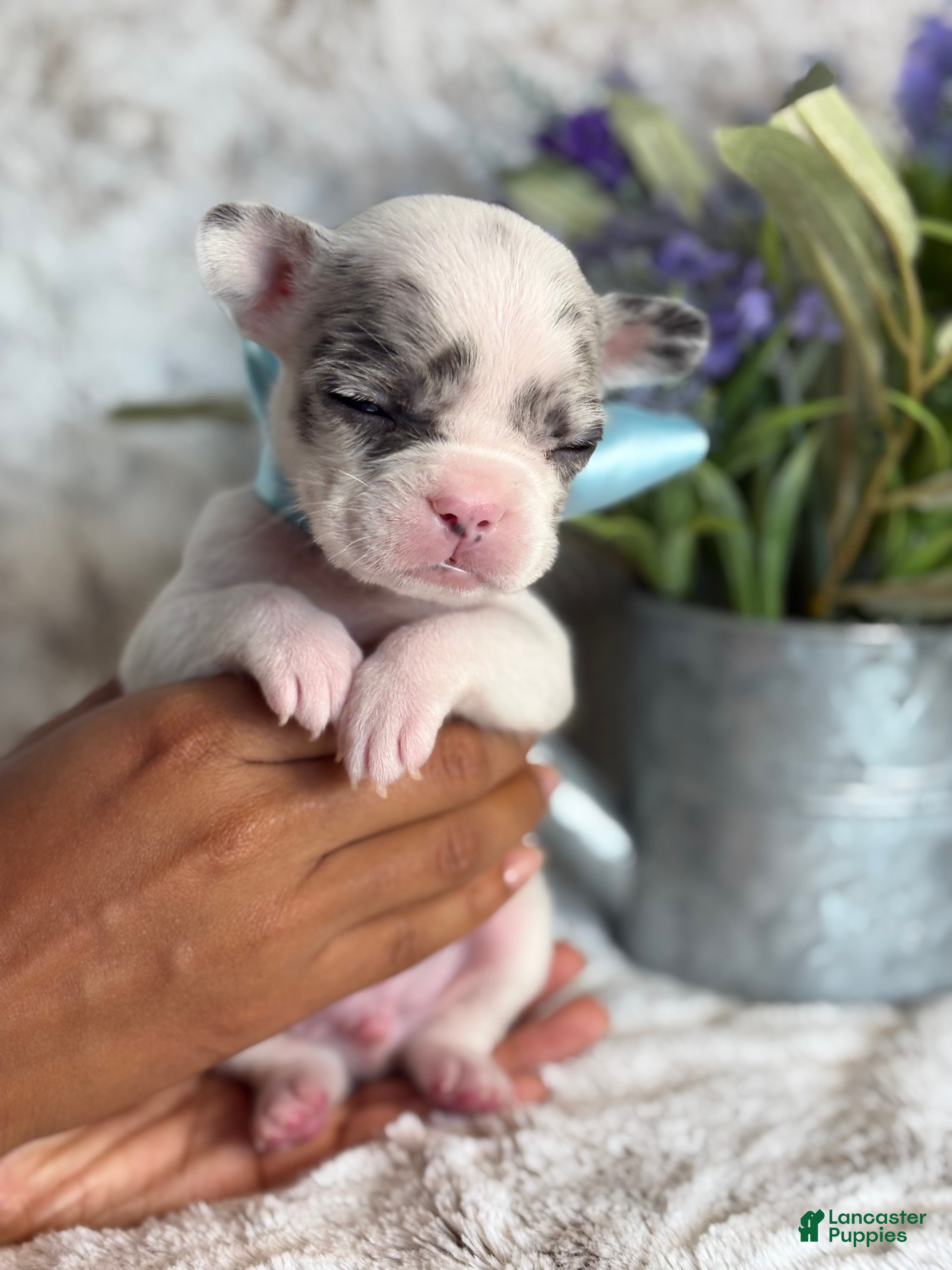 French Bulldog dogs Miles  - Ad 2
