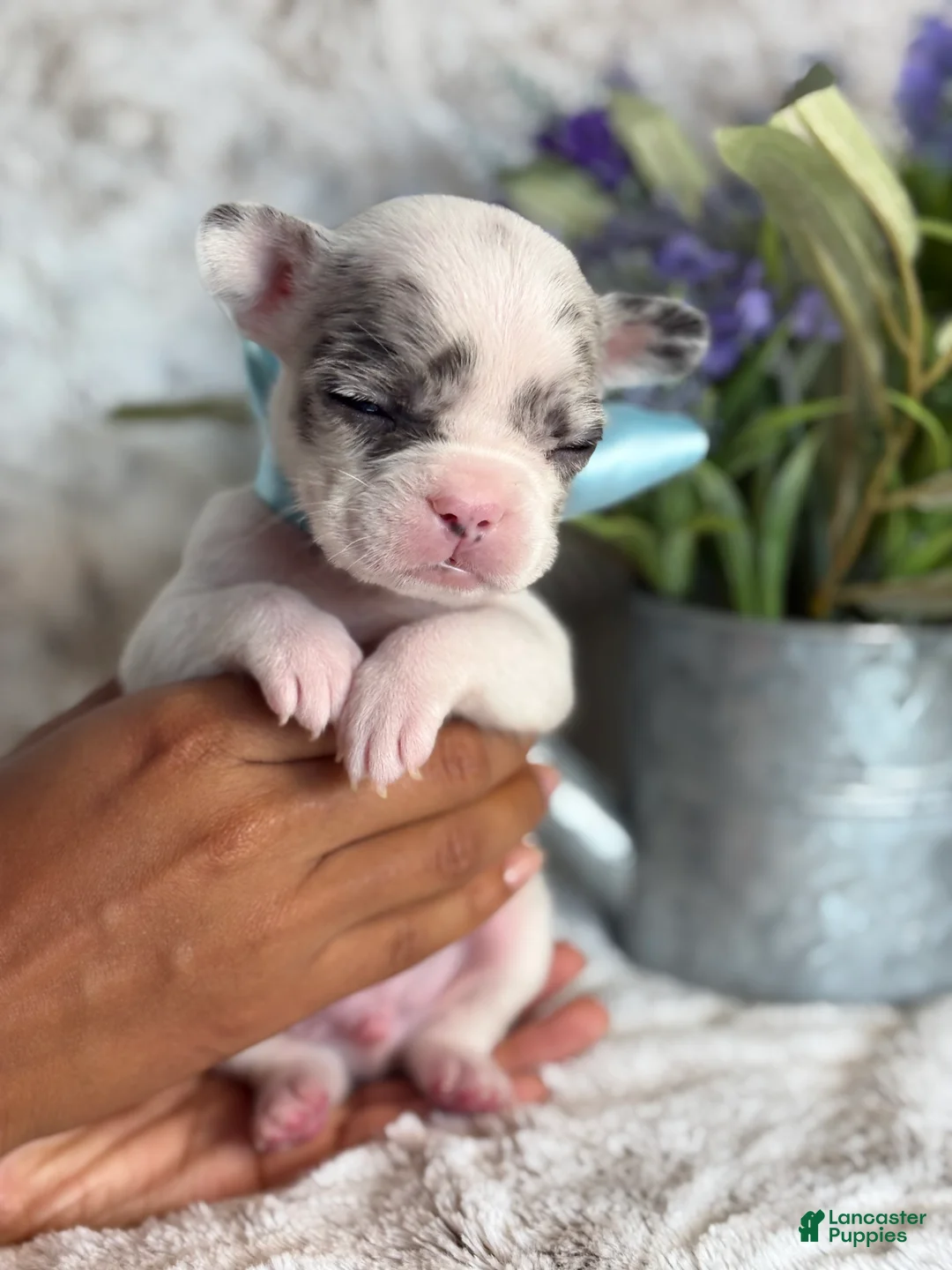 French Bulldog dogs for sale: Miles  - Ad 2