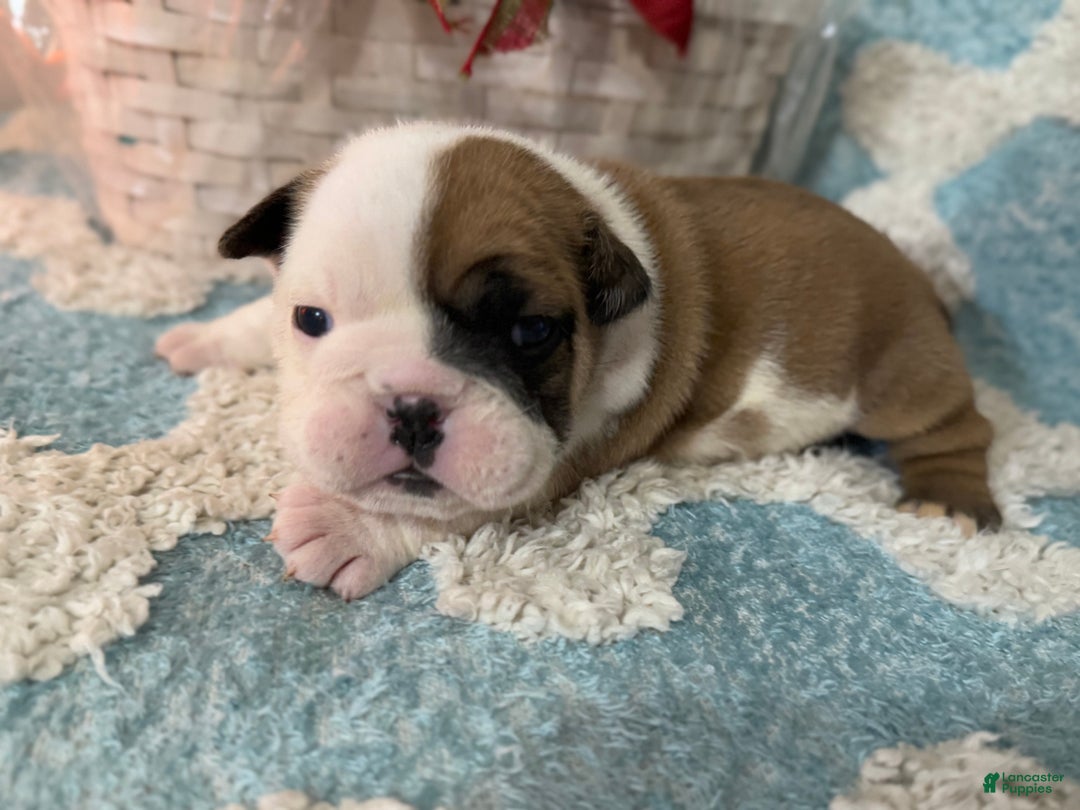 English Bulldog dogs for sale: English Bulldog Puppy 4 - Ad 5