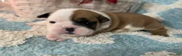 English Bulldog dogs for sale: English Bulldog Puppy 4 - Ad 5