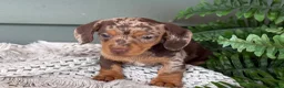 Miniature Dachshund dogs for sale: 1800 - Ad 5