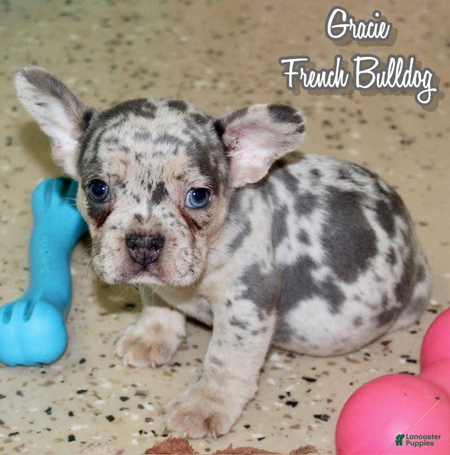 French Bulldog dogs Gracie - Ad 19