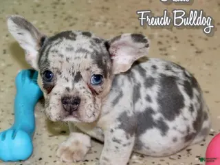 French Bulldog dogs Gracie - Ad 15