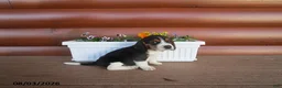 Beagle dogs for sale: Les - Ad 1