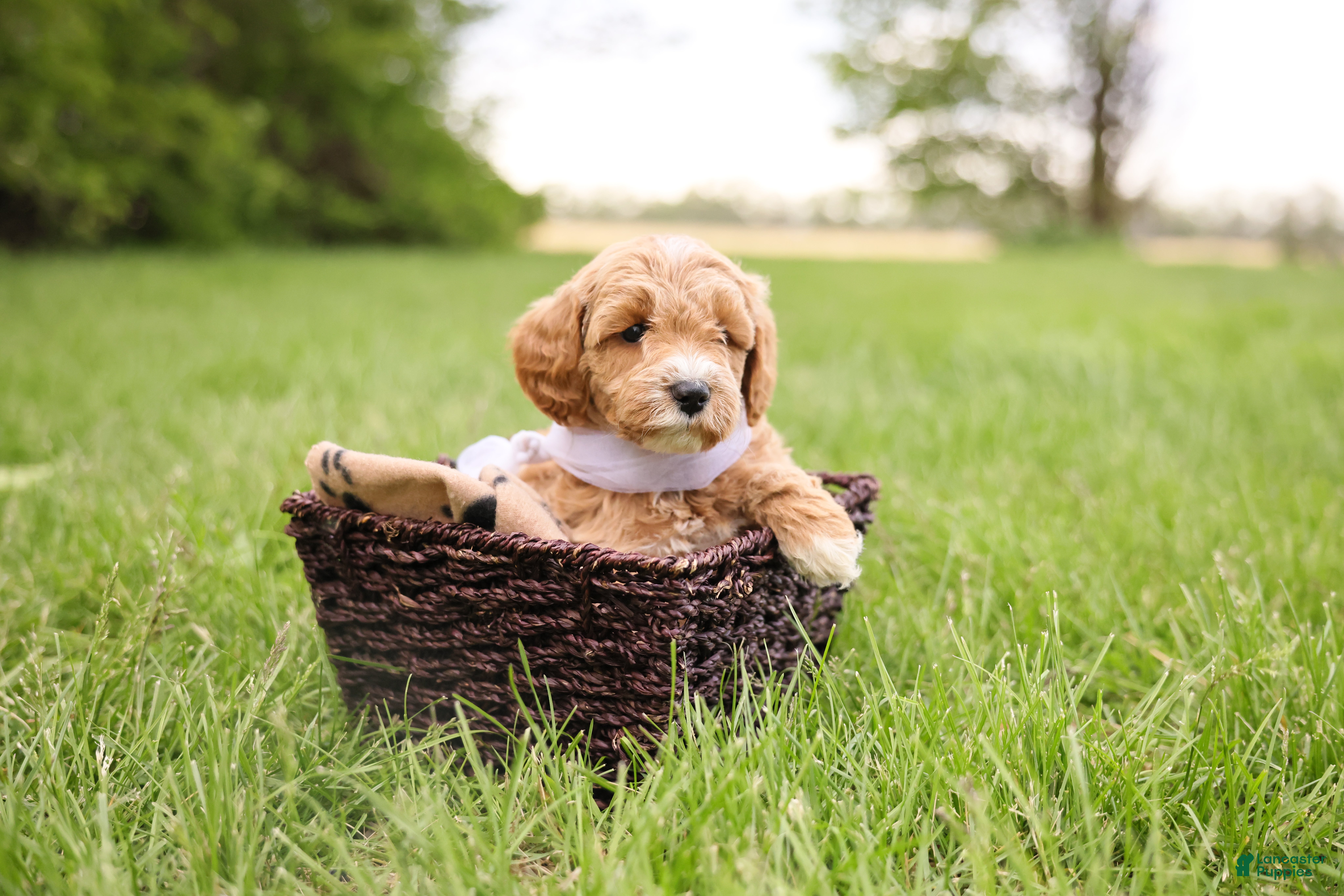 Goldendoodle dogs Milo - Ad 1