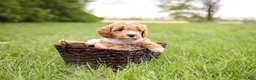 Goldendoodle dogs for sale: Milo - Ad 1