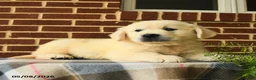Golden Retriever dogs for sale: Pedro - Ad 4