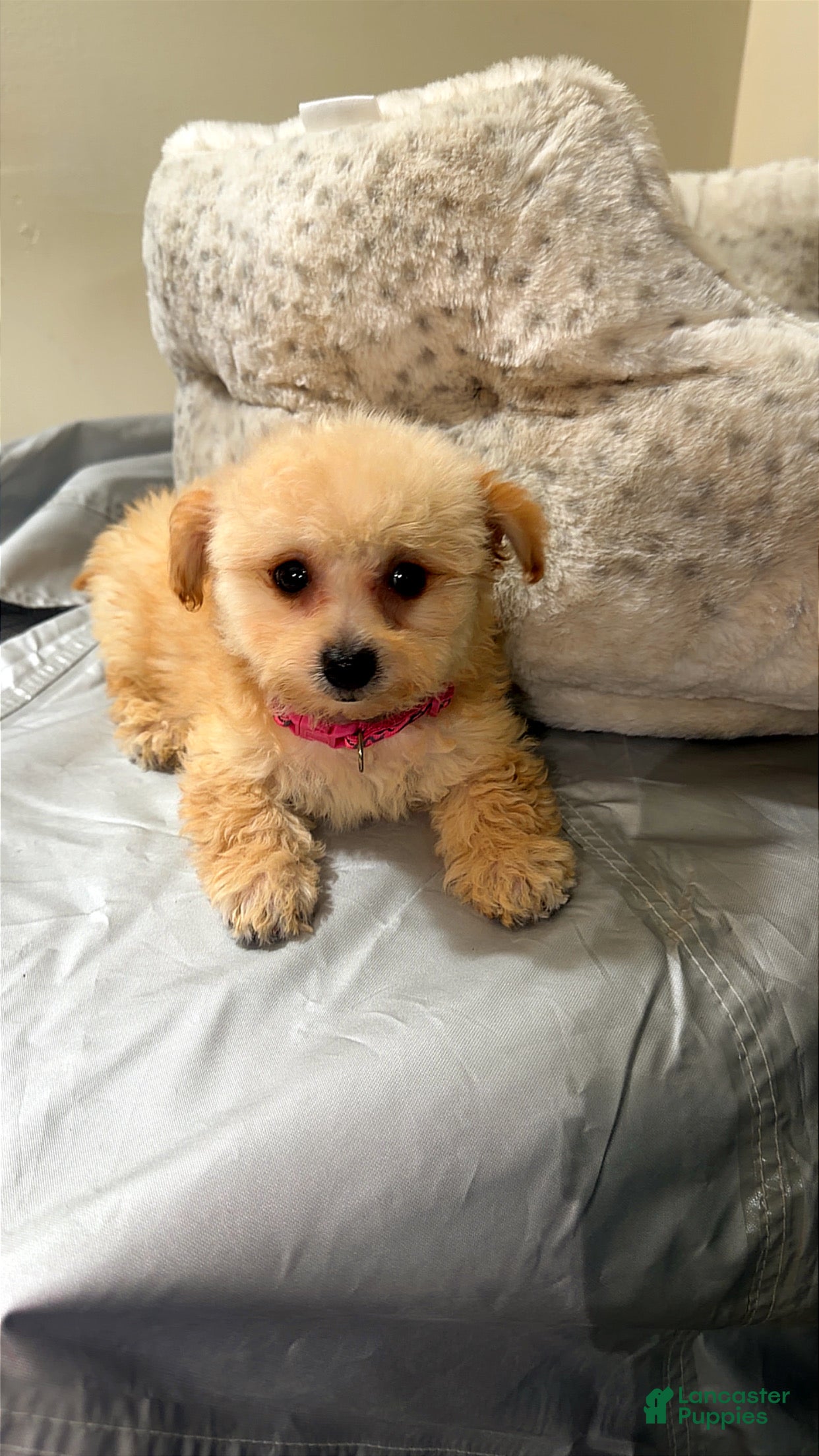 Maltipoo dogs for sale:  Tiny Kailani - Ad 3