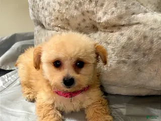 Maltipoo dogs Tiny Kailani - Ad 4