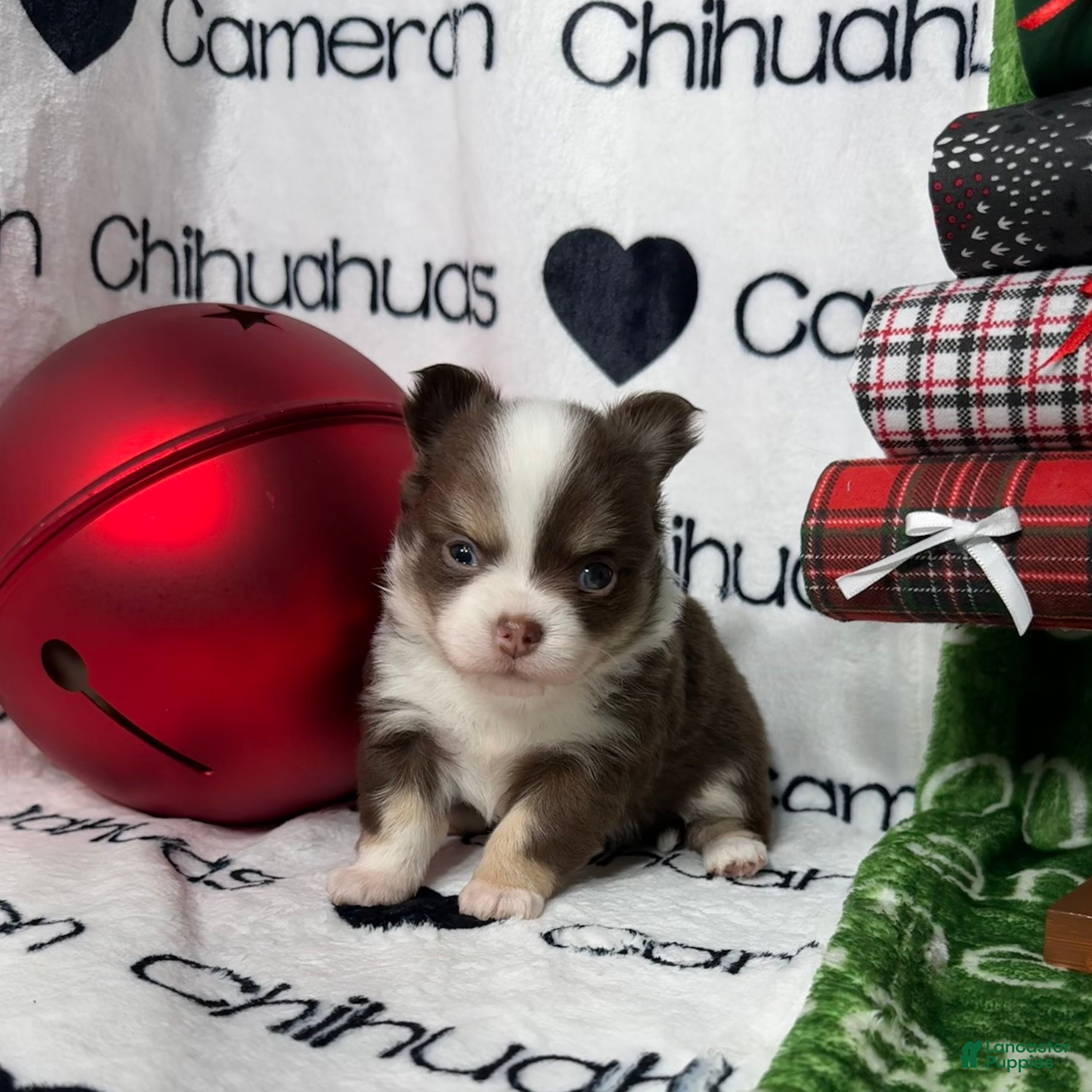 Chihuahua dogs Amelia Chocolate Tri LC - Ad 11