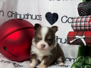 Chihuahua dogs Amelia Chocolate Tri LC - Ad 11