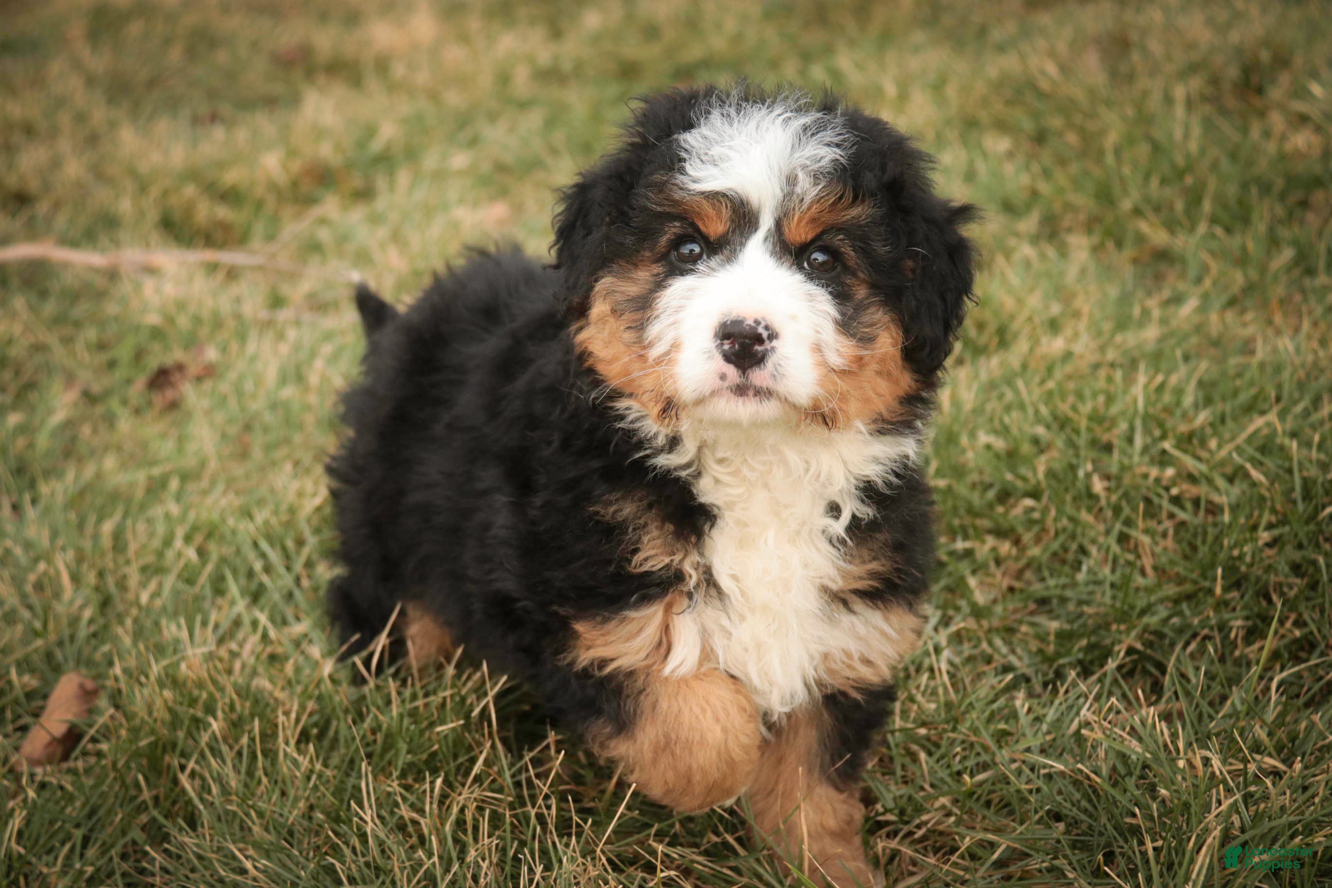 Bernedoodle dogs Pandora - Ad 1