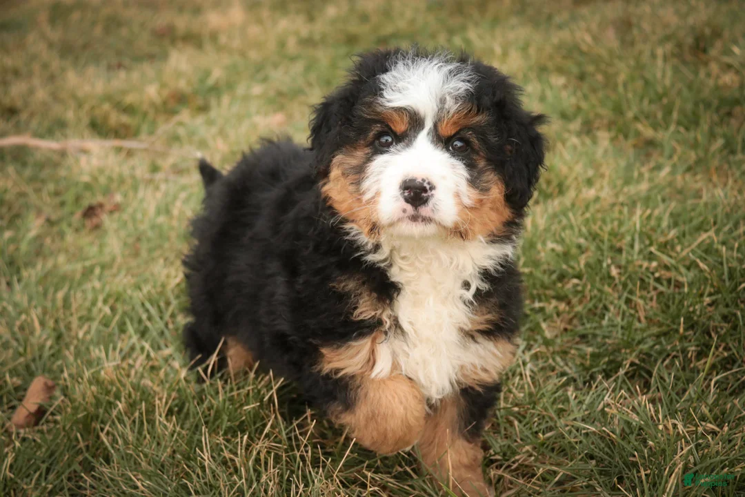 Bernedoodle dogs for sale: Pandora - Ad 1