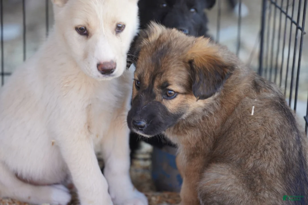 Mixed Breed dogs for sale: Toes F Sable - Ad 4