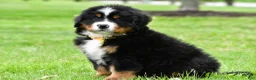 Bernese Mountain Dog dogs for sale: Rocket - Ad 9