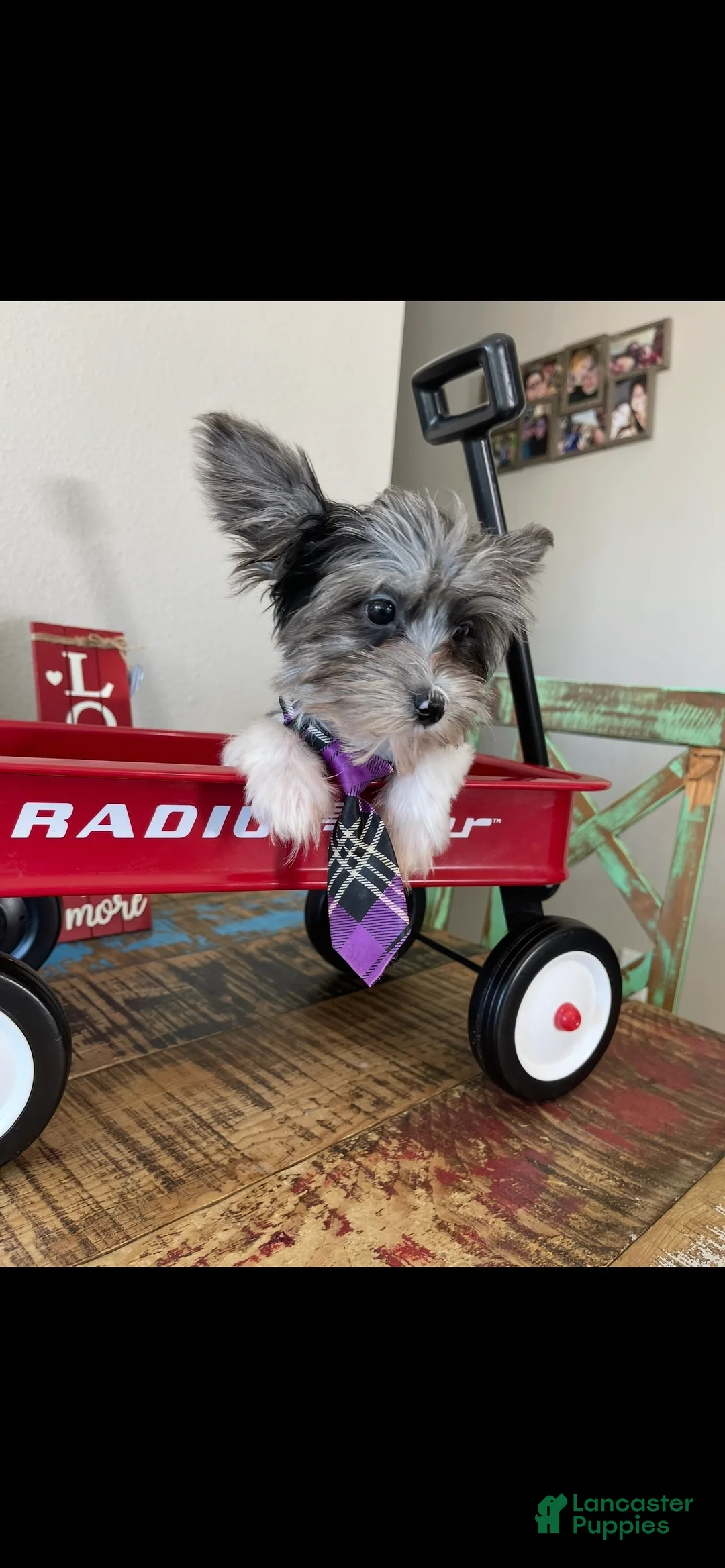 Yorkshire Terrier dogs for sale: KB BlackBerry Partial Blue eye - Ad 11