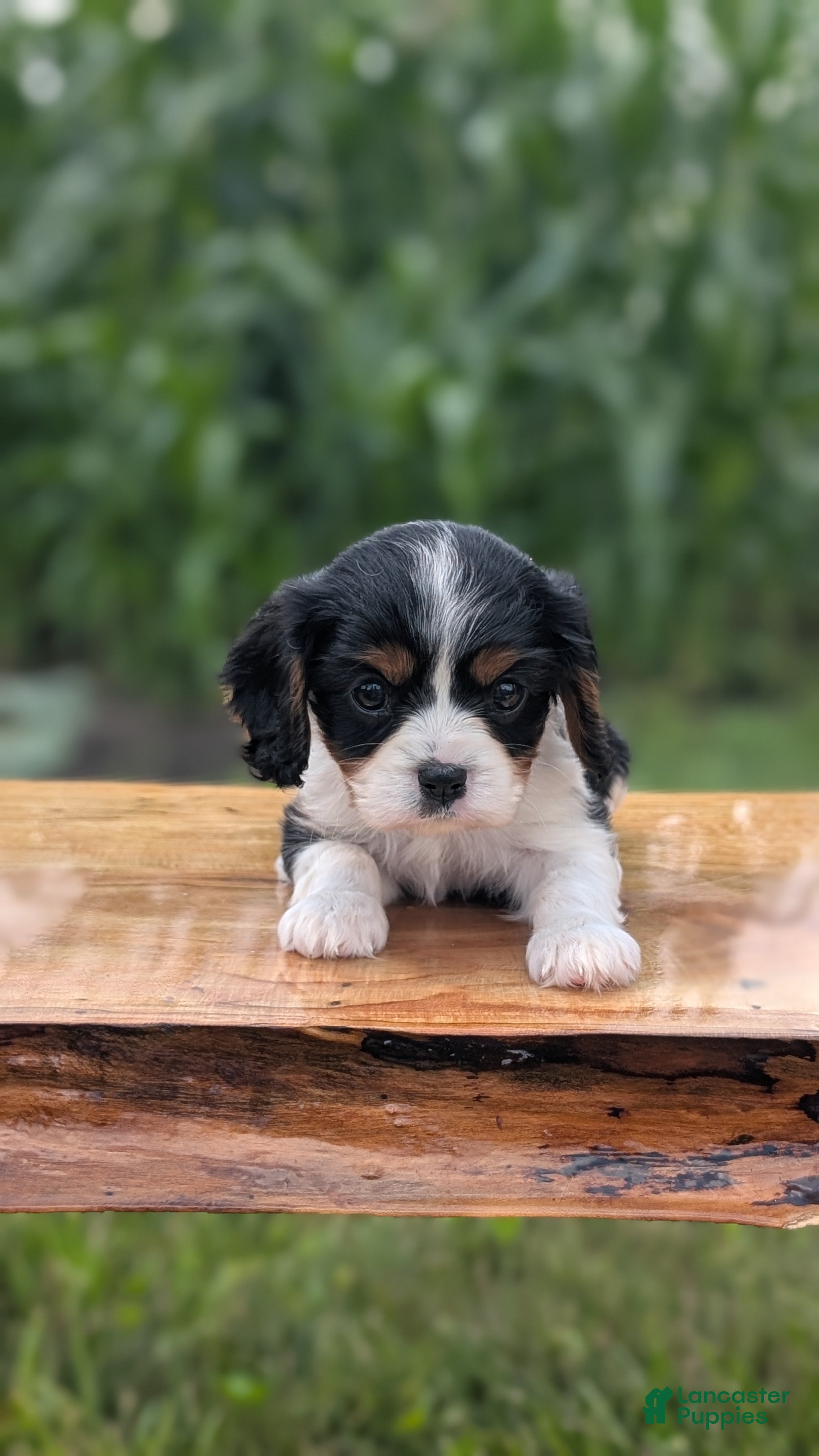 Cavalier King Charles Spaniel dogs Ivy - Ad 2