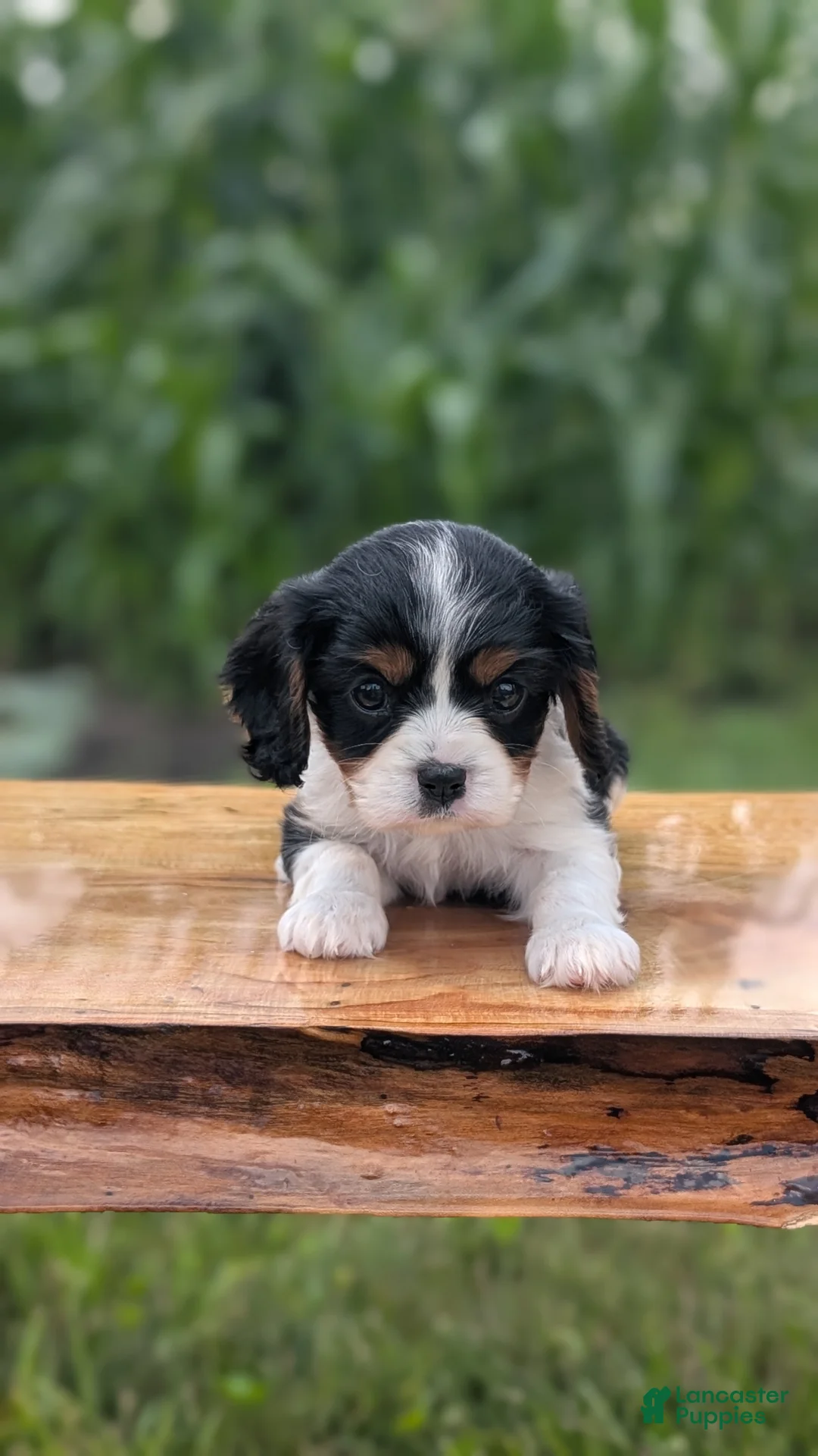 Cavalier King Charles Spaniel dogs for sale: Ivy - Ad 2