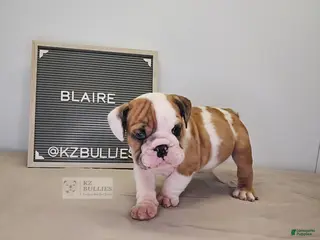 English Bulldog dogs Blaire - Ad 25