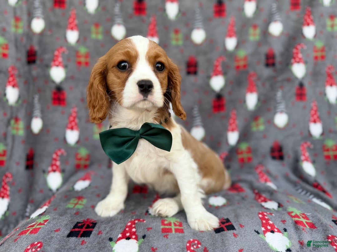 Cavalier King Charles Spaniel dogs for sale: Petey - Ad 6