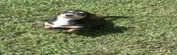 Miniature Dachshund dogs for sale: Miniature Dachshund 1 - Ad 4
