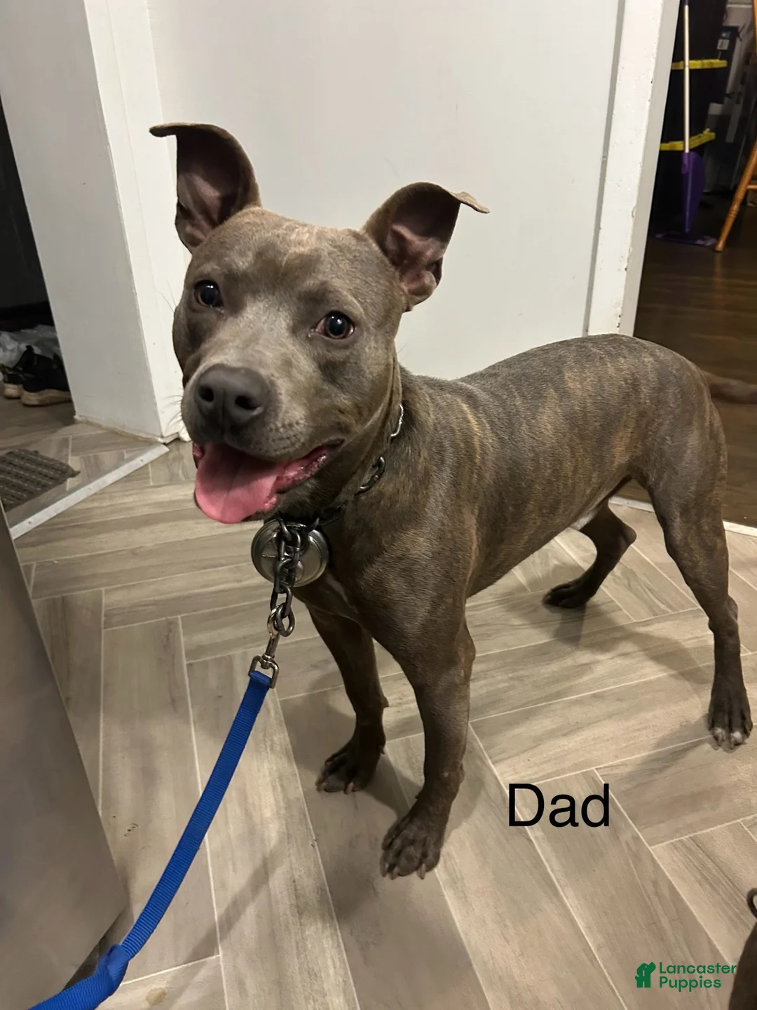Mixed Breed dogs for sale: Brown girl - Ad 3