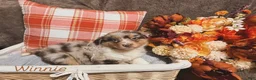 Australian Shepherd dogs for sale: Winnie - Ad 2