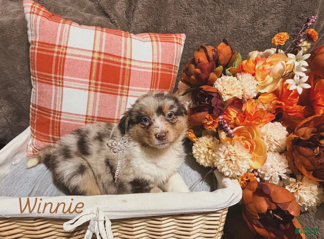 Australian Shepherd dogs for sale: Winnie - Ad 2