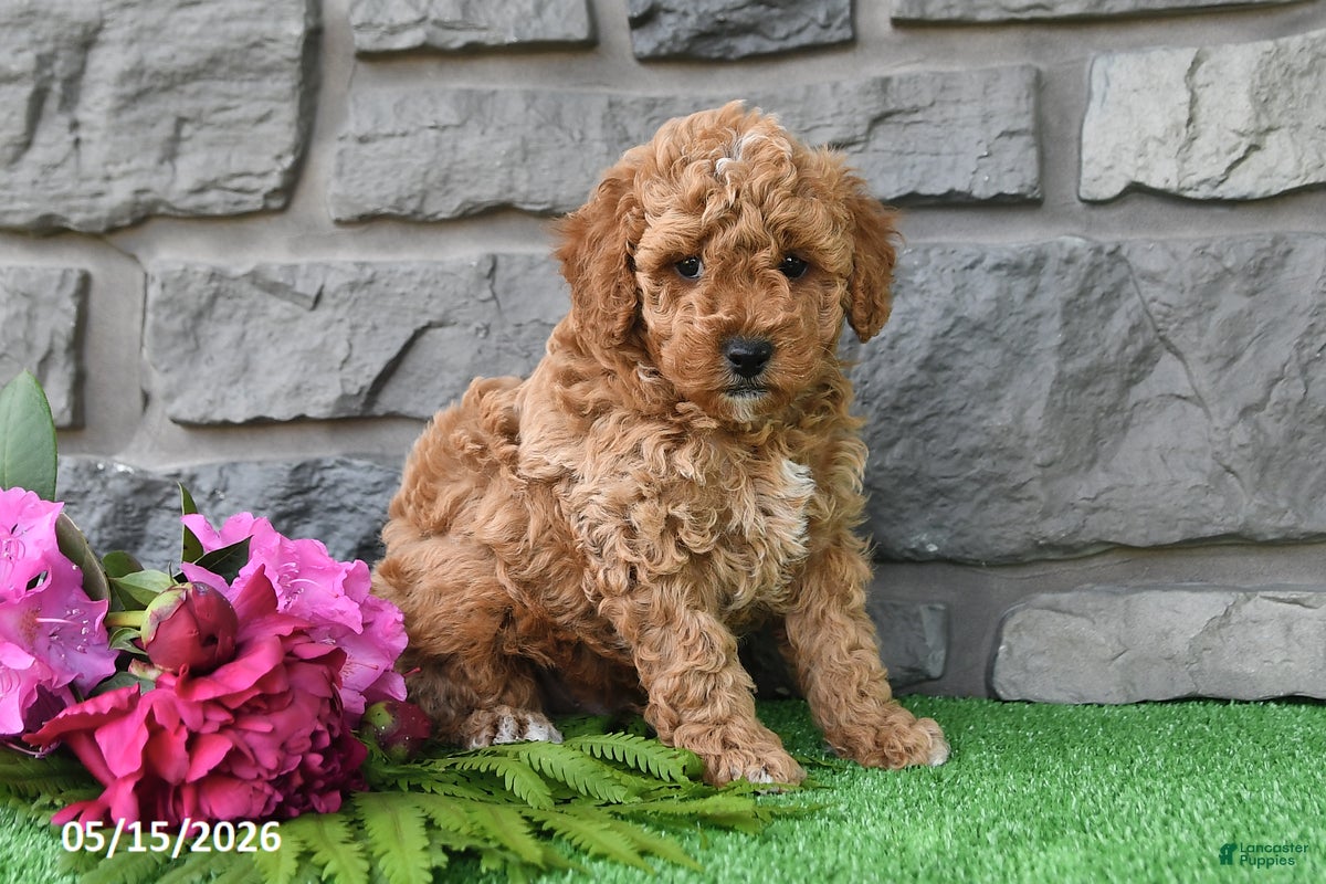 Miniature Poodle dogs Rambo - Ad 1