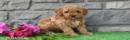 Miniature Poodle dogs for sale: Rambo - Ad 1
