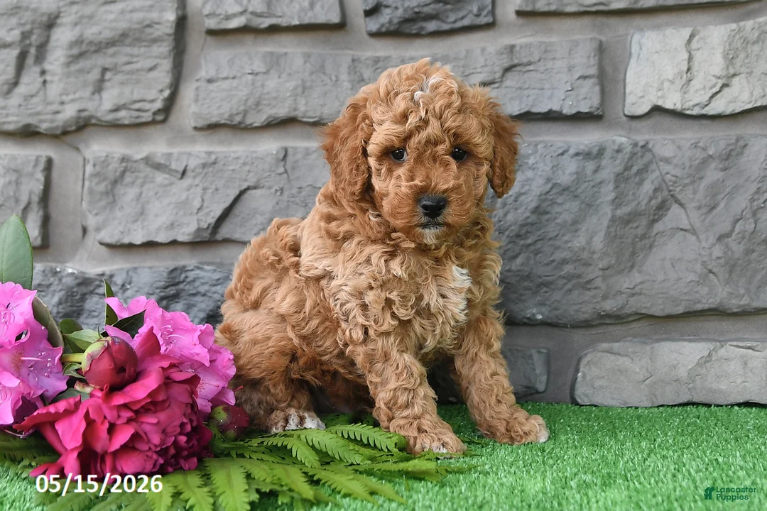 Miniature Poodle dogs for sale: Rambo - Ad 1